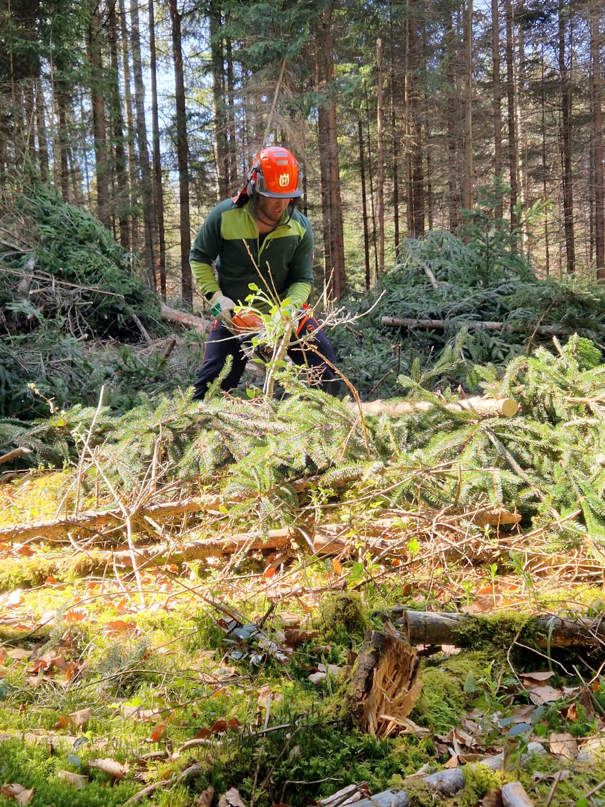 Daniel Drozd bei der Arbeit am Gehölz, mit Helm und Säge